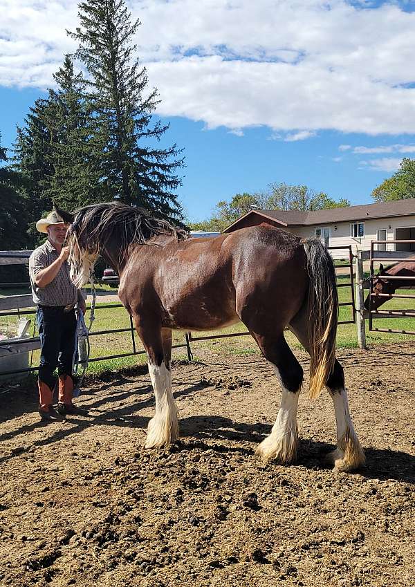 filly-clydesdale-horse