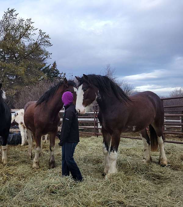 filly-clydesdale-horse