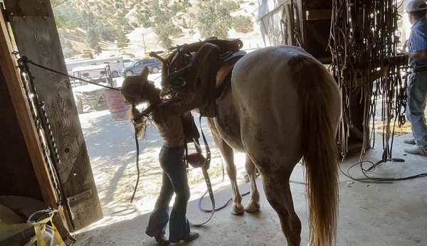 trail-quarter-pony