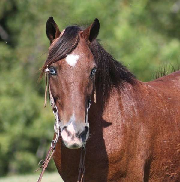 all-around-quarter-pony