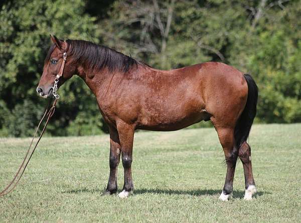 trail-quarter-pony