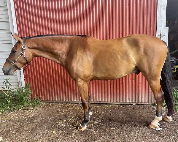 warmblood-gelding