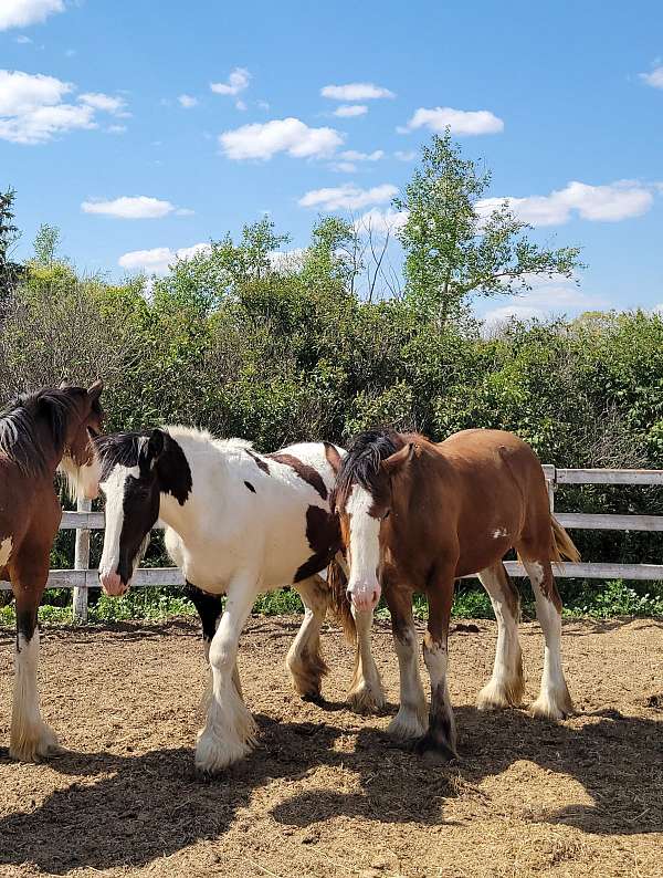 clydesdale-shire-horse