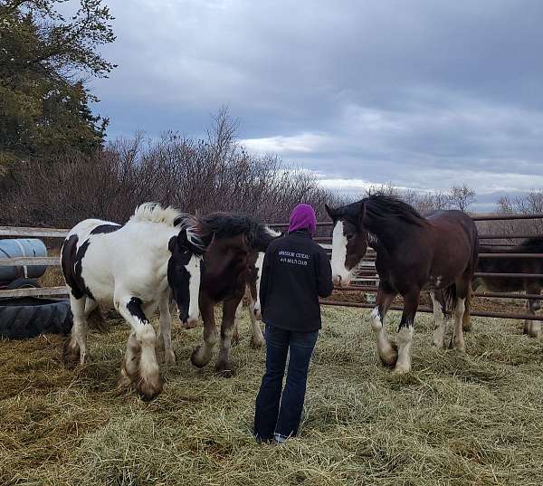 clydesdale-shire-horse