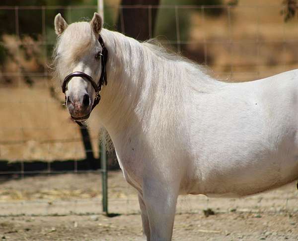 white-none-pony