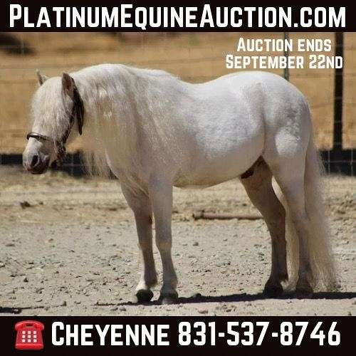 white-shetland-pony-gelding