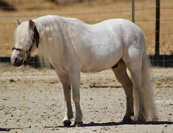 white-trail-class-competition-pony