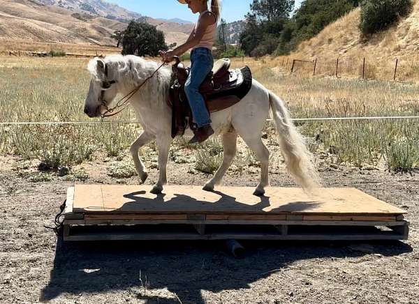 ranch-shetland-pony