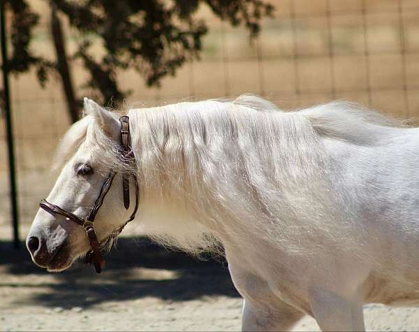 safe-shetland-pony