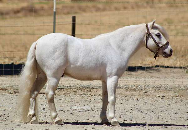 shetland-pony