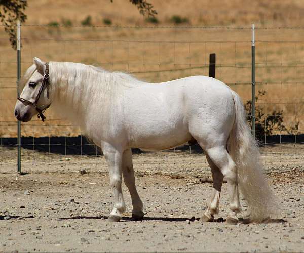 trails-shetland-pony