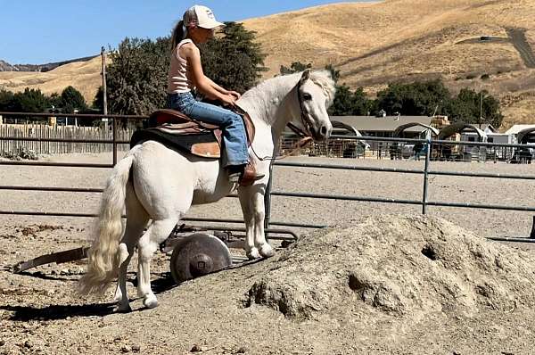 all-around-shetland-pony