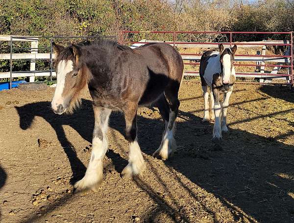 drum-clydesdale-horse