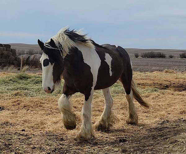 tobiano-drum-stallion