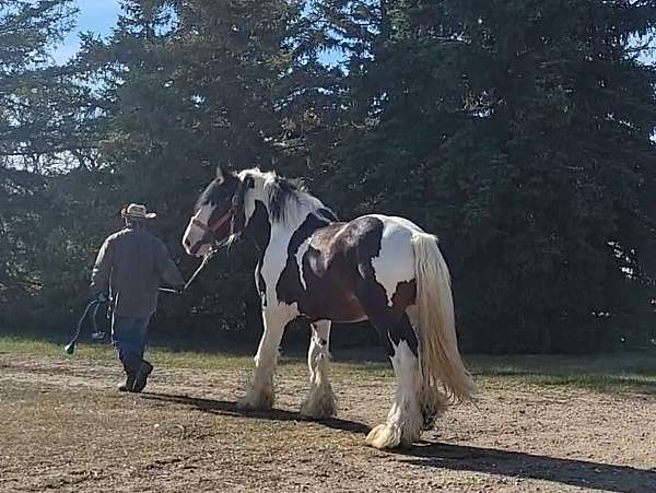 tobiano-drum-stallion