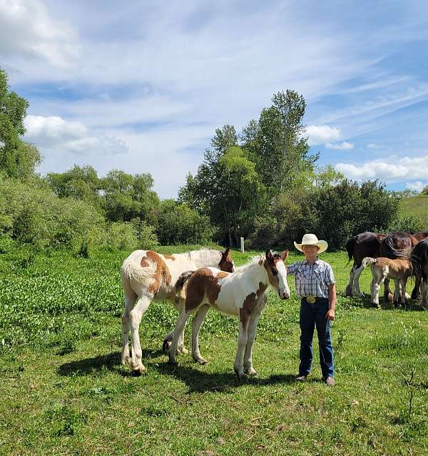 tobiano-drum-filly