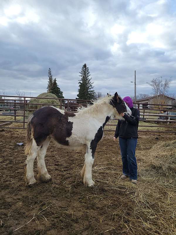 tobiano-drum-filly