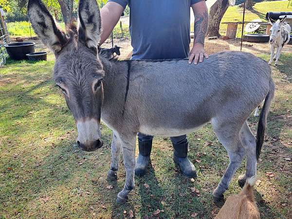 donkey-for-sale