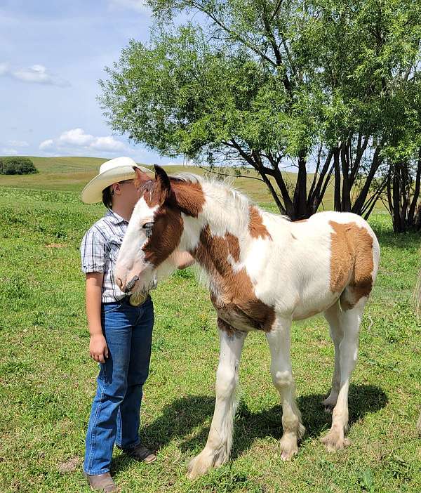 colt-clydesdale-horse