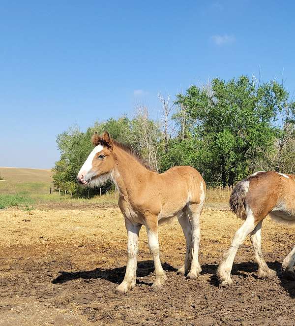 sabino-drum-filly