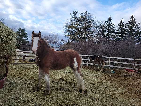 sabino-drum-filly