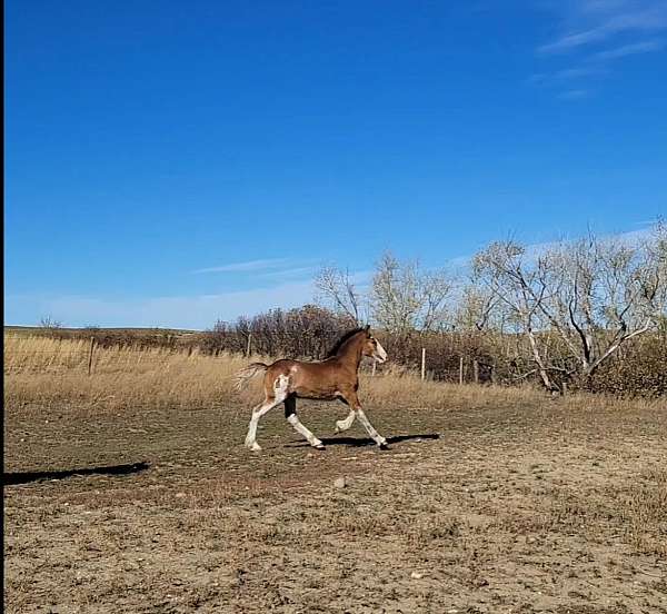 sabino-drum-filly