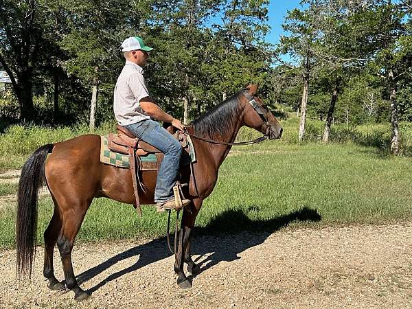 husband-safe-quarter-horse