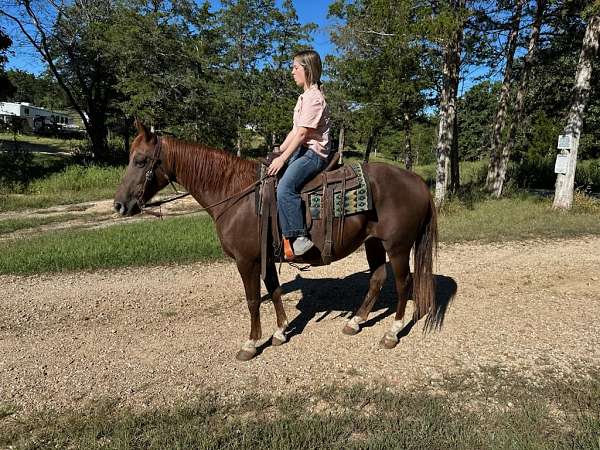 husband-safe-missouri-fox-trotter-horse