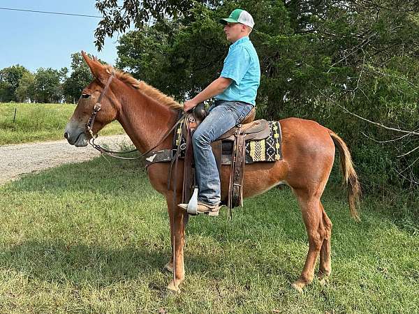 husband-safe-mule