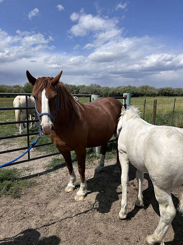 cross-trained-belgian-horse