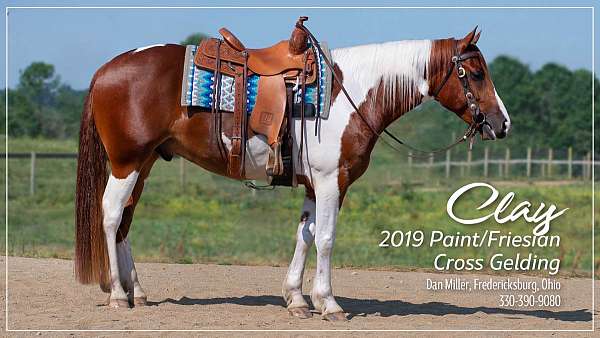 ohio-horses-pinto