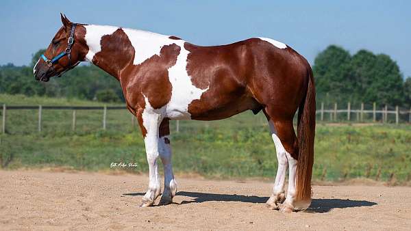 friesian-cross-pinto-horse