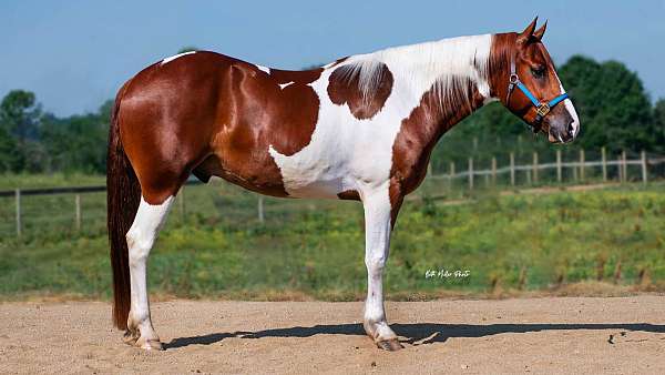 friesian-paint-pinto-horse