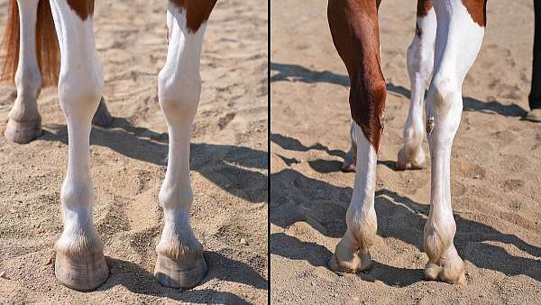 lower-level-dressage-pinto-horse