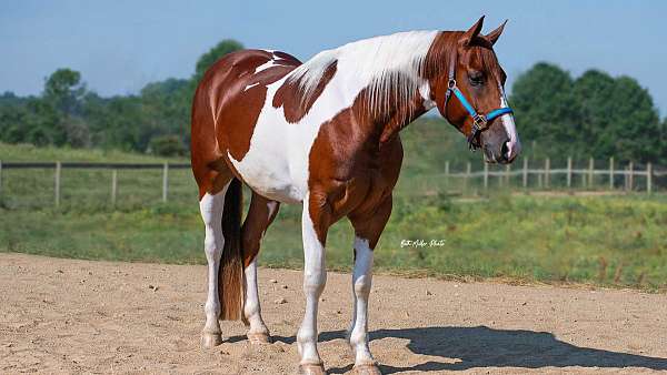 trail-horse-pinto