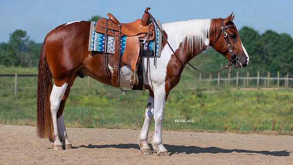 lower-level-dressage-horse