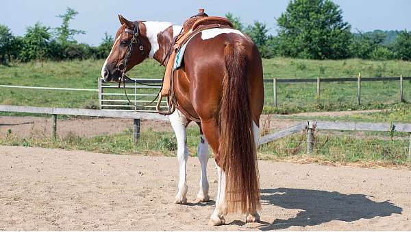 ohio-horses-gelding