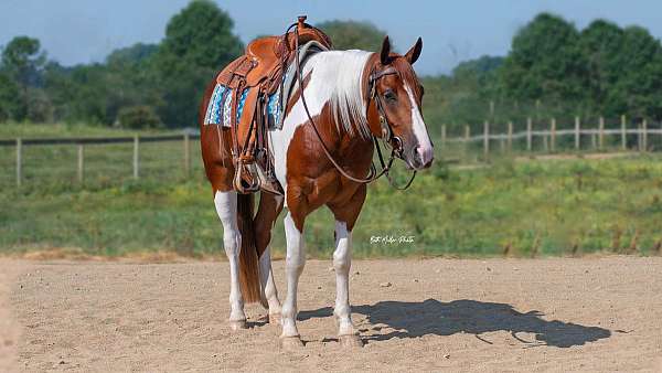 lower-level-dressage-gelding