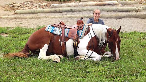 dressage-pinto-horse