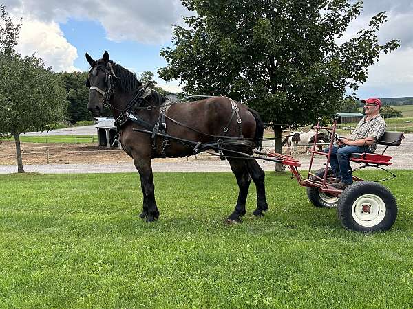 all-around-percheron-horse