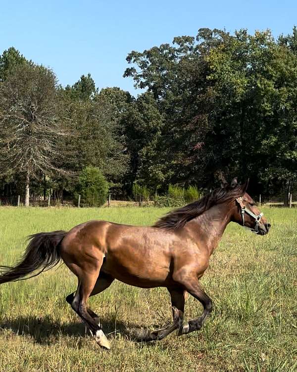 14-hand-arabian-gelding