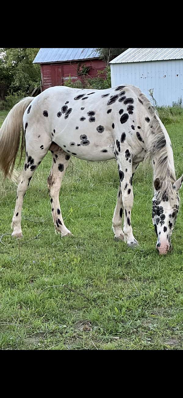 all-around-foundation-appaloosa-horse