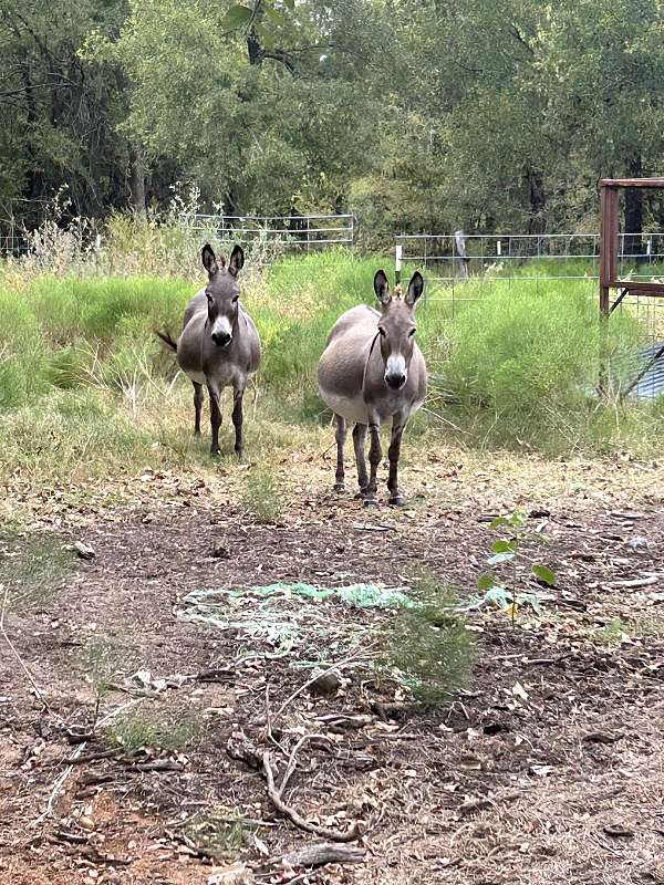 grey-miniature-donkey