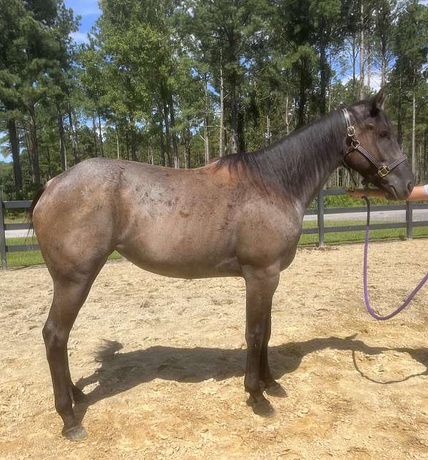 blue-roan-quarter-horse-mare