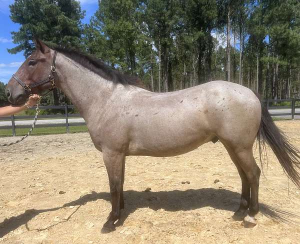 bay-roan-quarter-horse-gelding