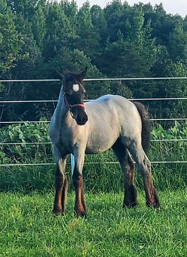 black-gvhs-filly-mare