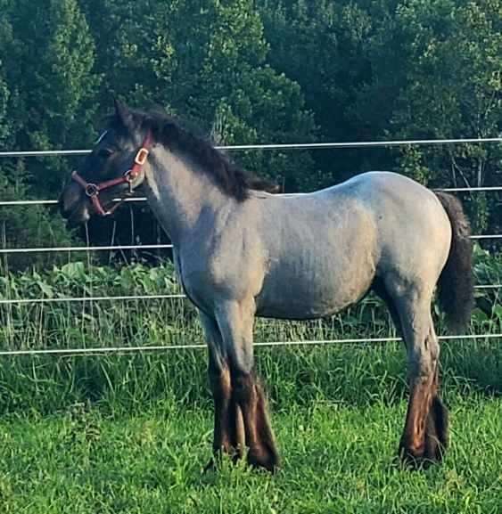 gypsy-vanner-filly