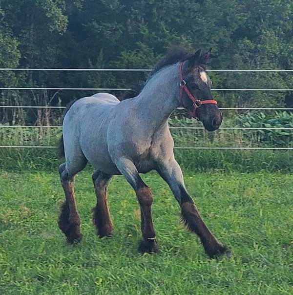 gypsy-vanner-horse-for-sale