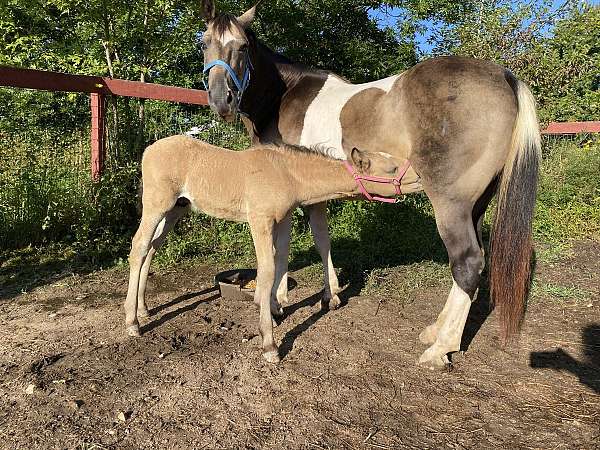 buckskin-crossbred-pony-mare