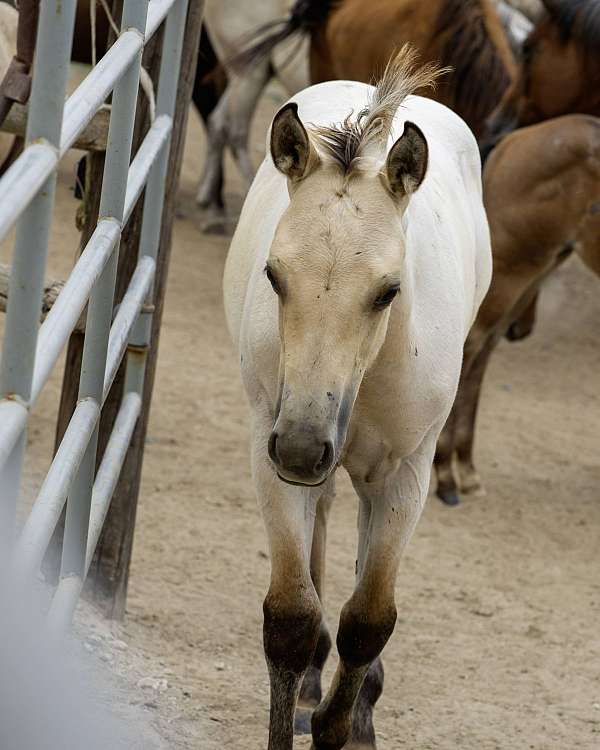 ccha-quarter-horse